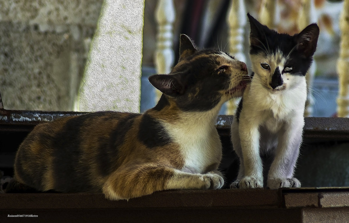 Мамы они такие!-из серии кошки очарование моё! - Shmual & Vika Retro