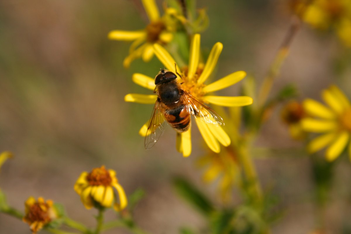 пчелка - виктория коробчук