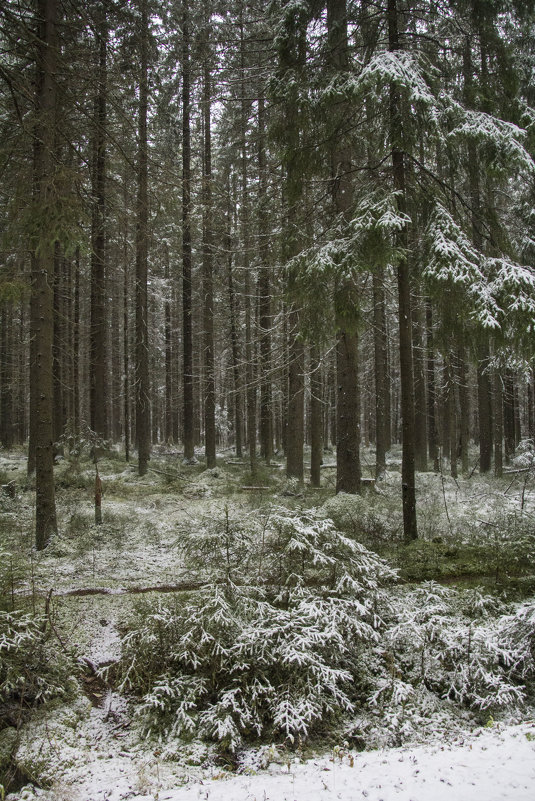 Лес в октябре - Aнна Зарубина