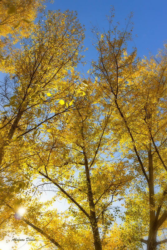 Осенняя листва - Denis Aksenov