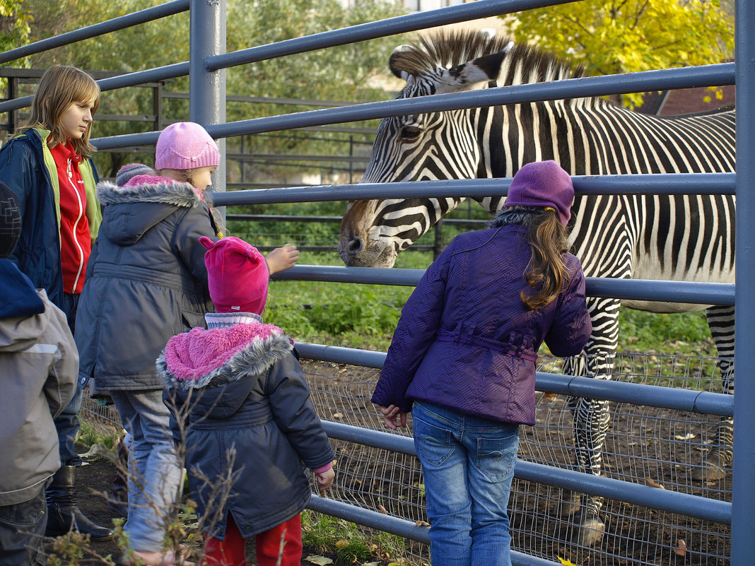 Дети смотрят на зебру в вольере. Московский зоопарк - Катерина 