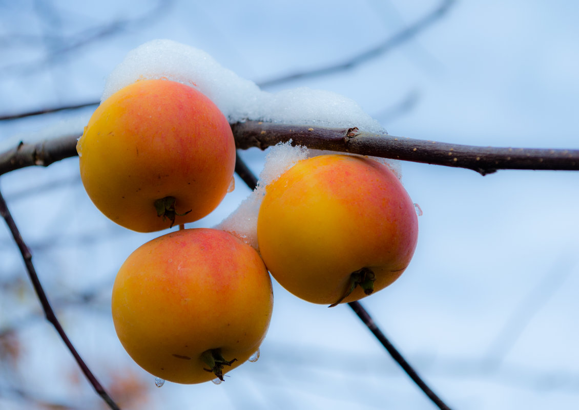 Яблоки на снегу... - Ирина 