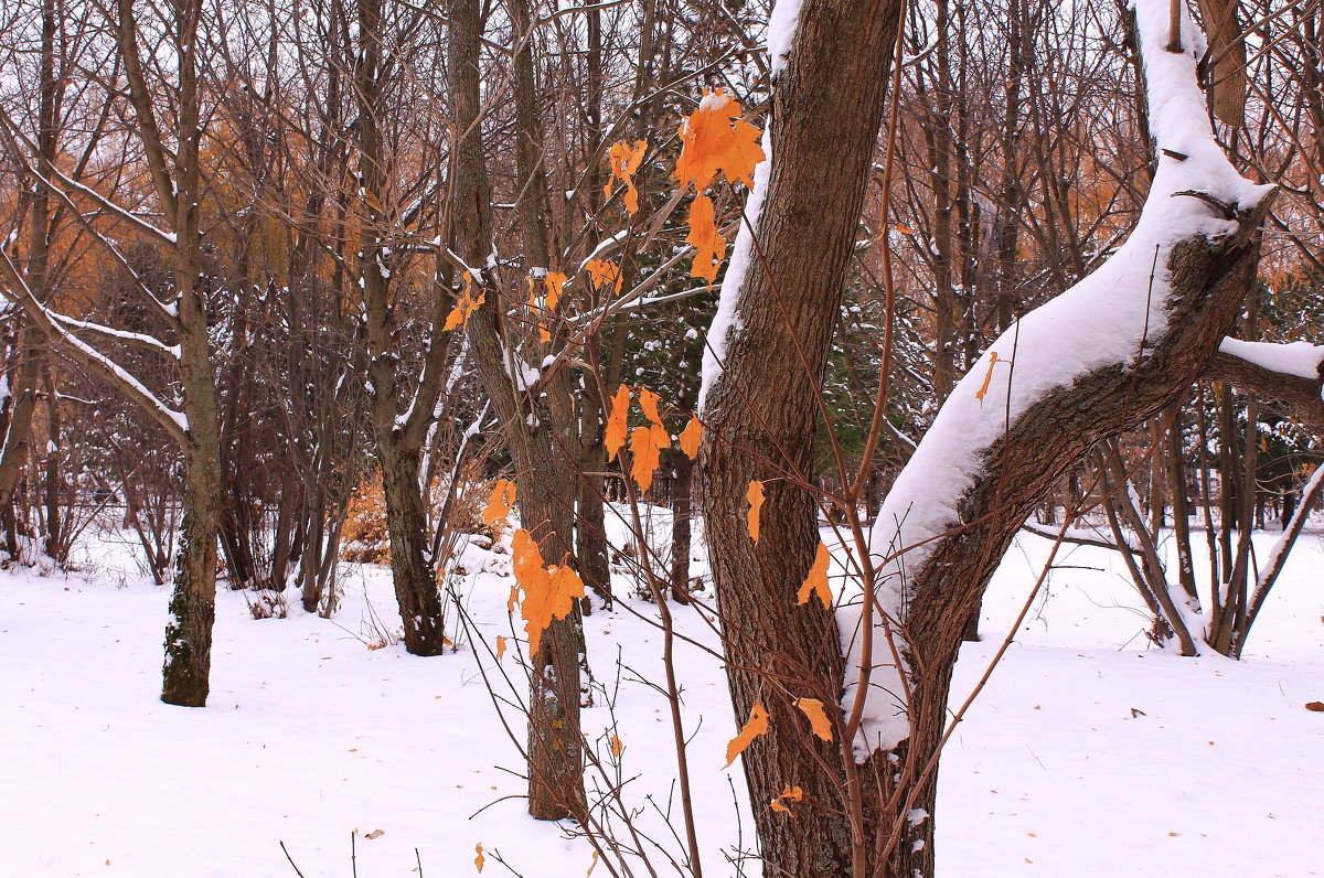 И знает лист, что поутру уронит его на снег зимой плененный клен - Татьяна Ломтева