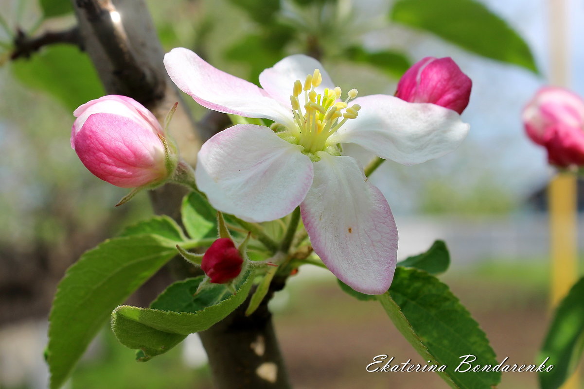 Яблоня цветет.... - Ekaterina Bondarenko