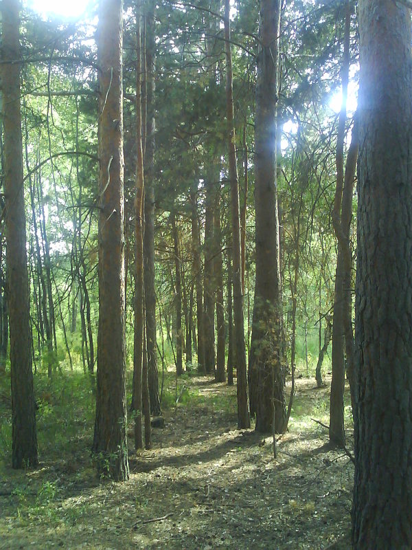 Сосновый лес. - Александр 