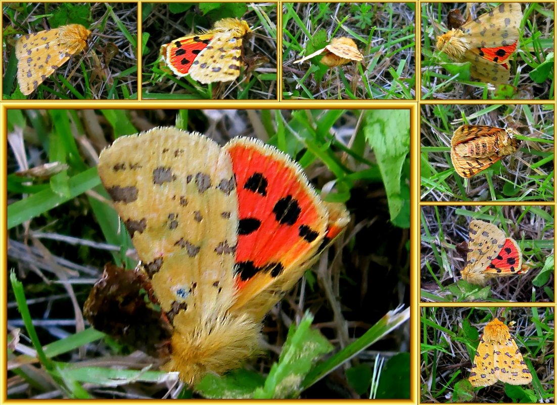 Бабочка с арбузными крылышками - Елена Palenavi