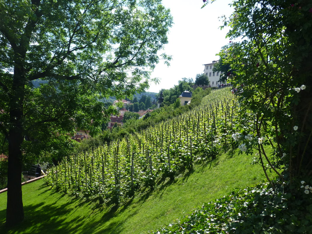 Виноградники в Праге - Наиля 