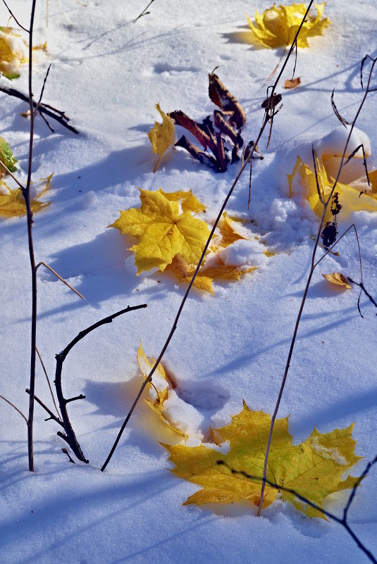 листья на снегу - юрий иванов