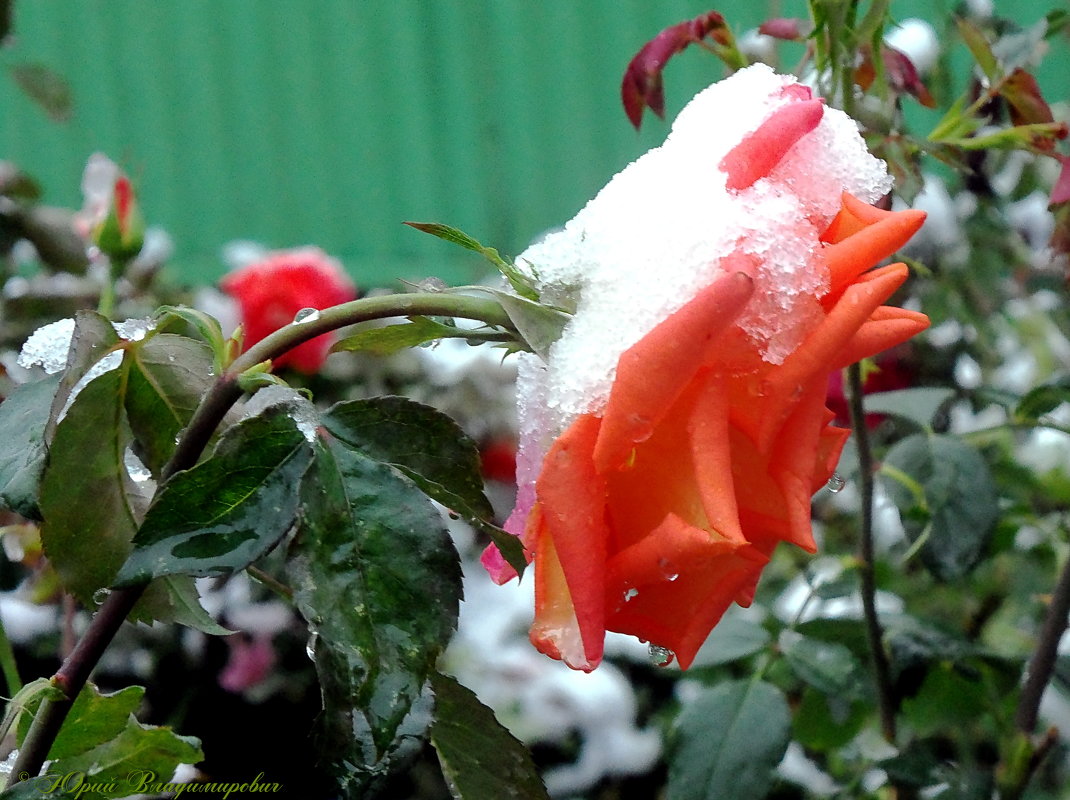 роза в снегу... - Юрий Владимирович