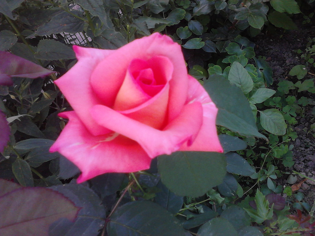 Розовая роза - Людмила 