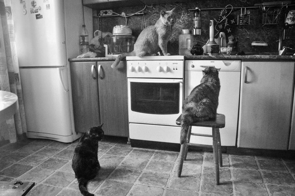 Наши кошки ждут обед - Светлана Торгашева