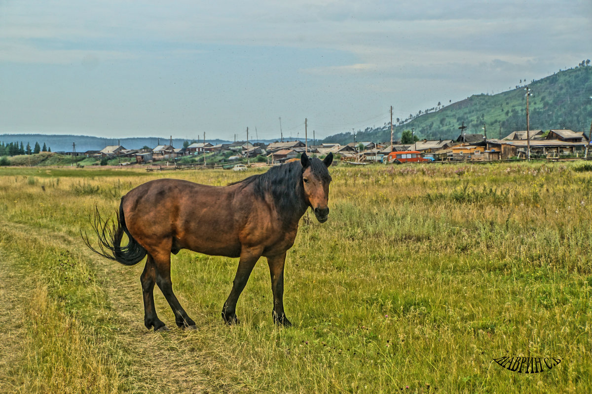 Портрет коня на фоне деревни - Сергей Шаврин