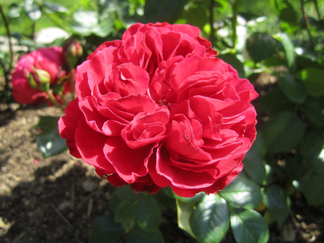 Цветок розы Red Leonardo da Vinci - lenrouz 