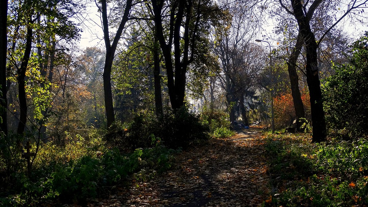 Осень в парке "Аскольдова могила" Фото №2 - Владимир Бровко