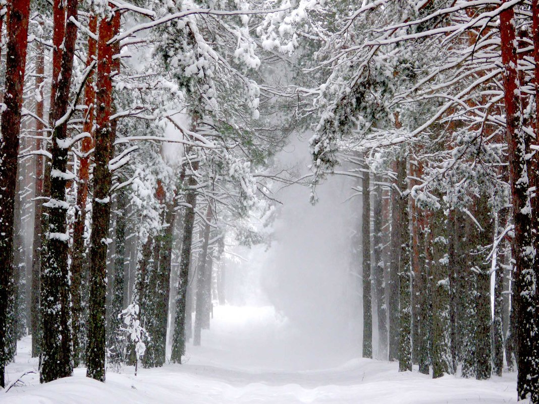 Зимовій ліс - Farernik 