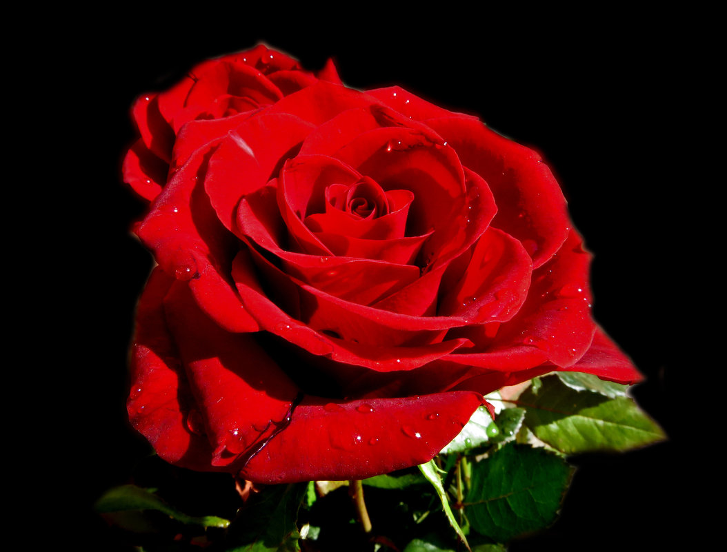 Красная роза - царица цветов - Наталья (D.Nat@lia)
