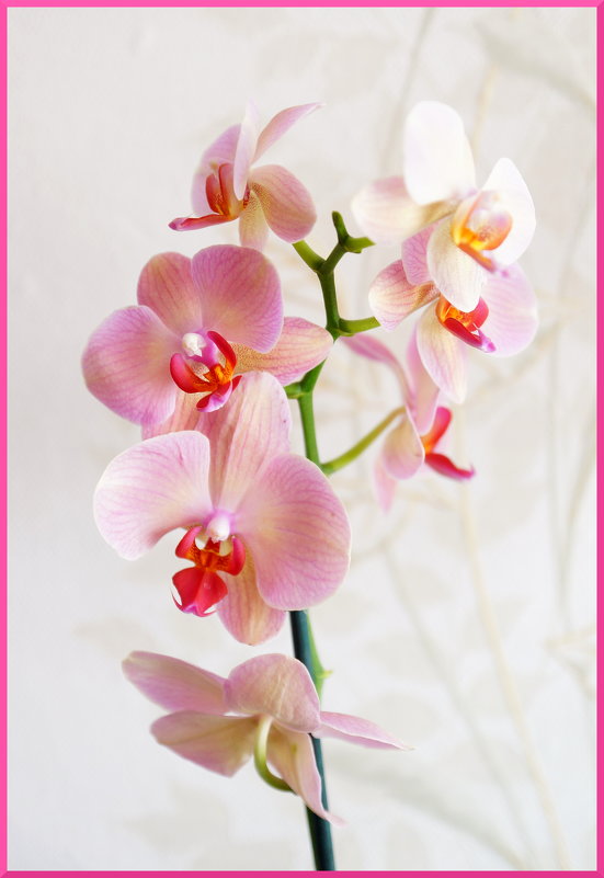Фаленопсис 1 (орхидея) - YURII K