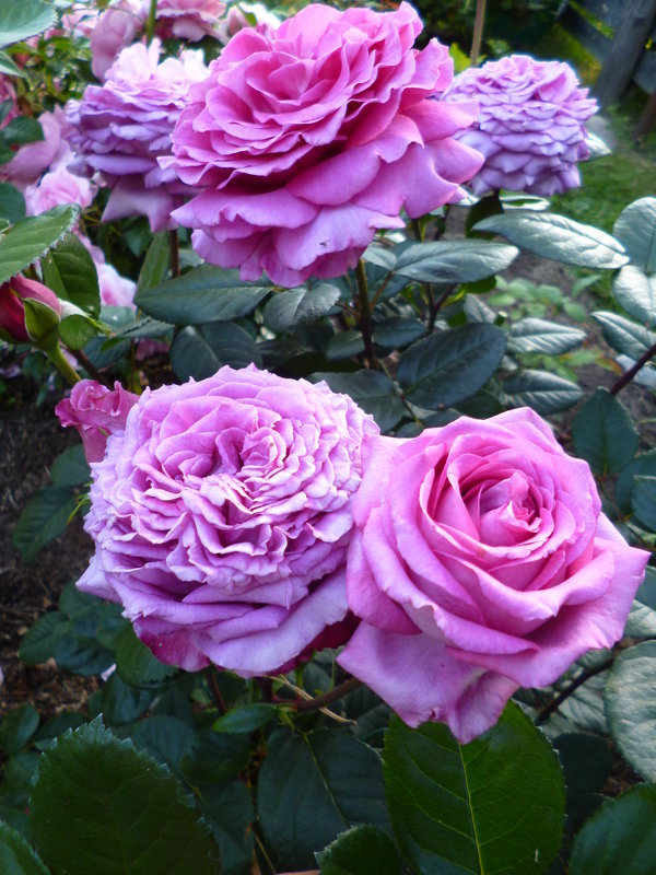 роза Chartreuse de Parme - lenrouz 