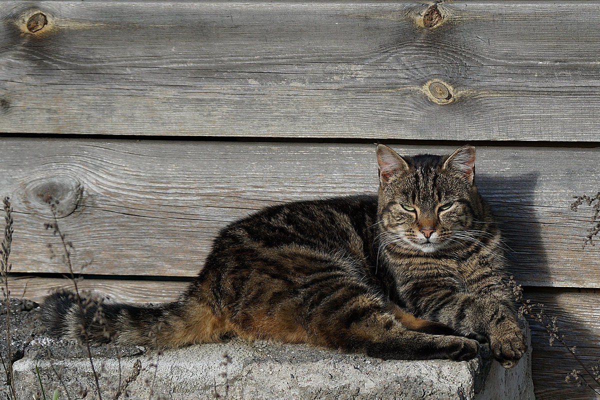 Котярыч - Любовь Изоткина