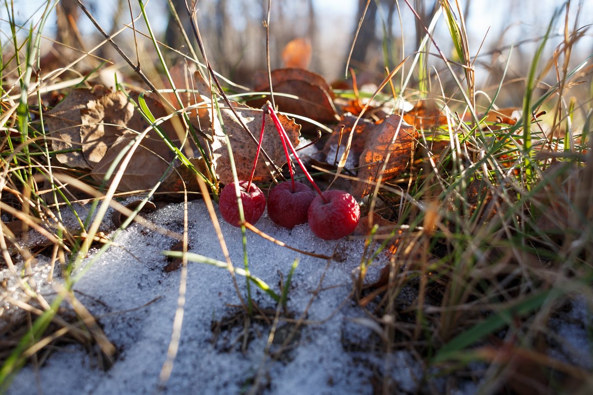 Яблоки на снегу. - Виктор Гришенков