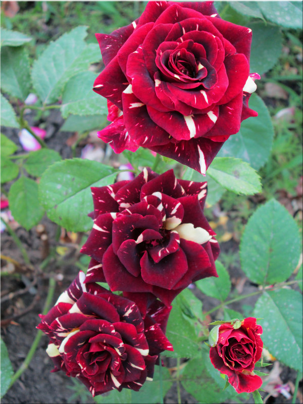 Розы июня... - Тамара (st.tamara)