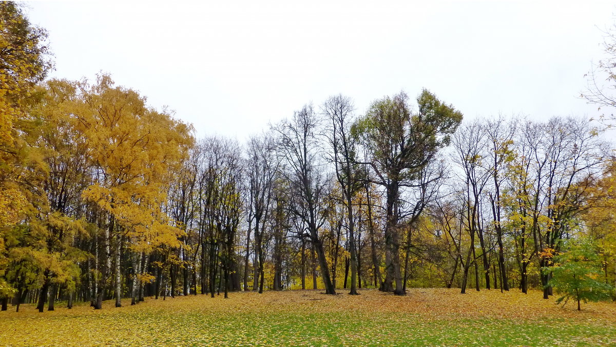 Краски осени. В парке культуры им. М. Горького в Москве - Петр Аксенов