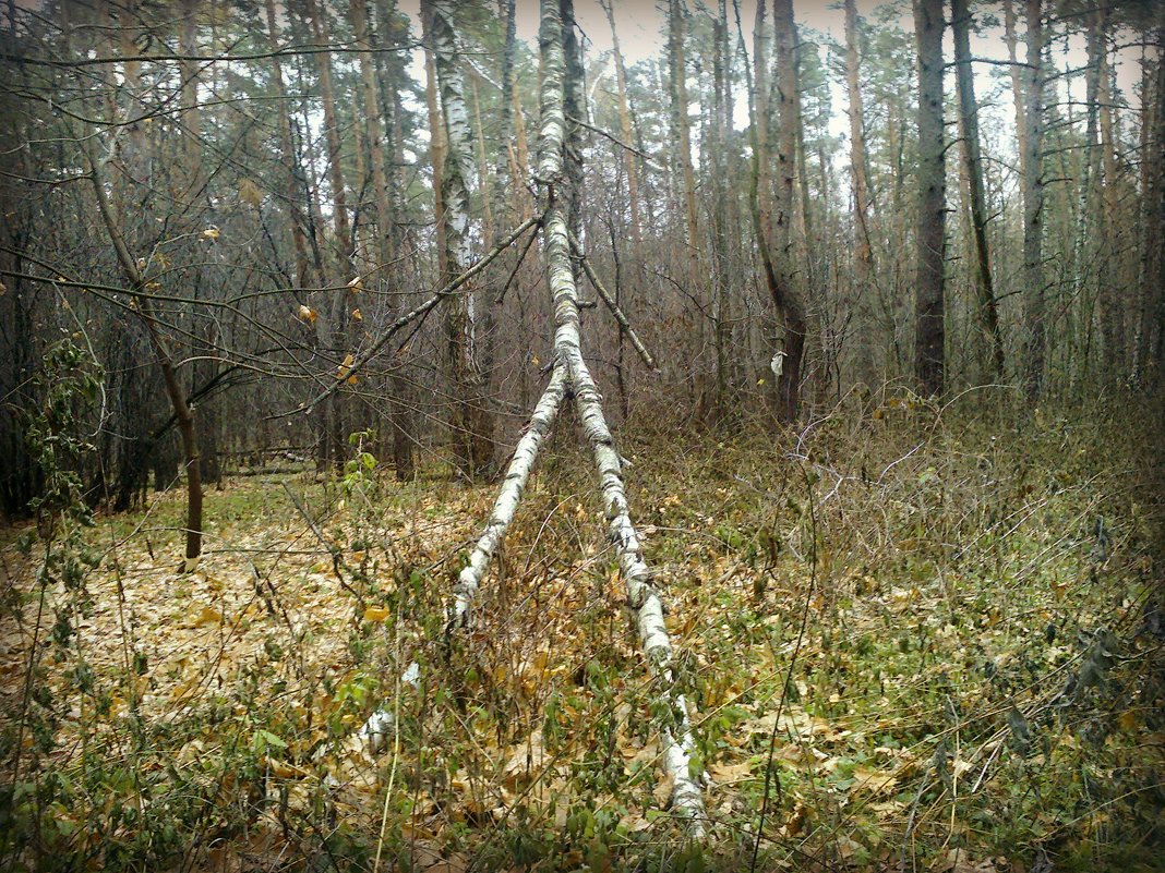 Осенние скульптуры леса - Ольга Кривых