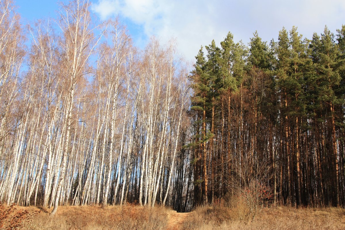 Осень,Климовск - Владимир Холодницкий