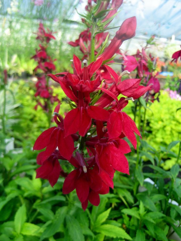 Lobelia cardinalis - laana laadas