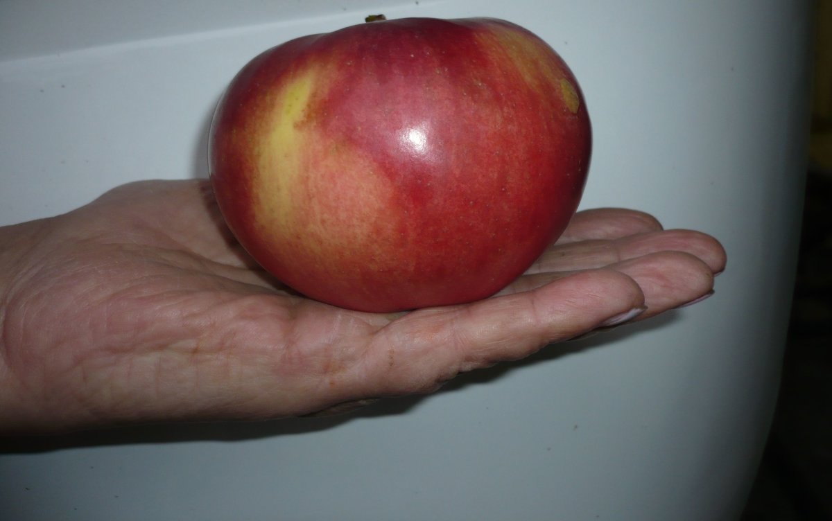осеннее яблочко - сергей-эдельвейс 