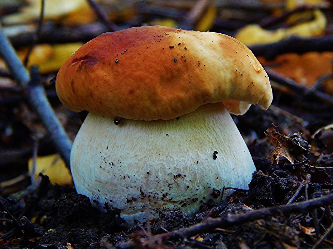 Белый гриб- радость грибника - Валентина Пирогова