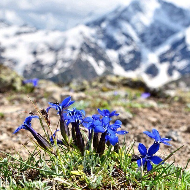 Гентианы, горные цветы. растут на границе снега и камней - Оксана Онохова