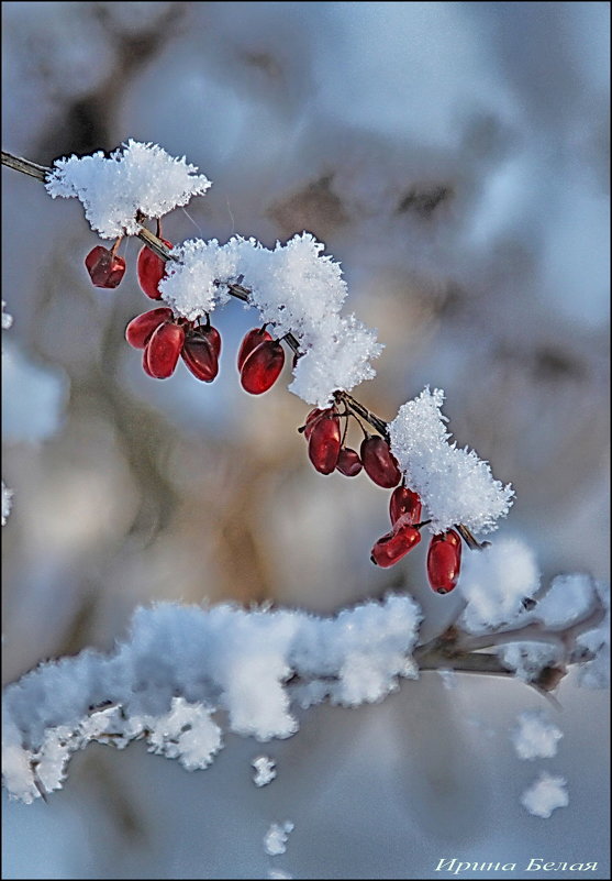 Зима - Ирина Белая