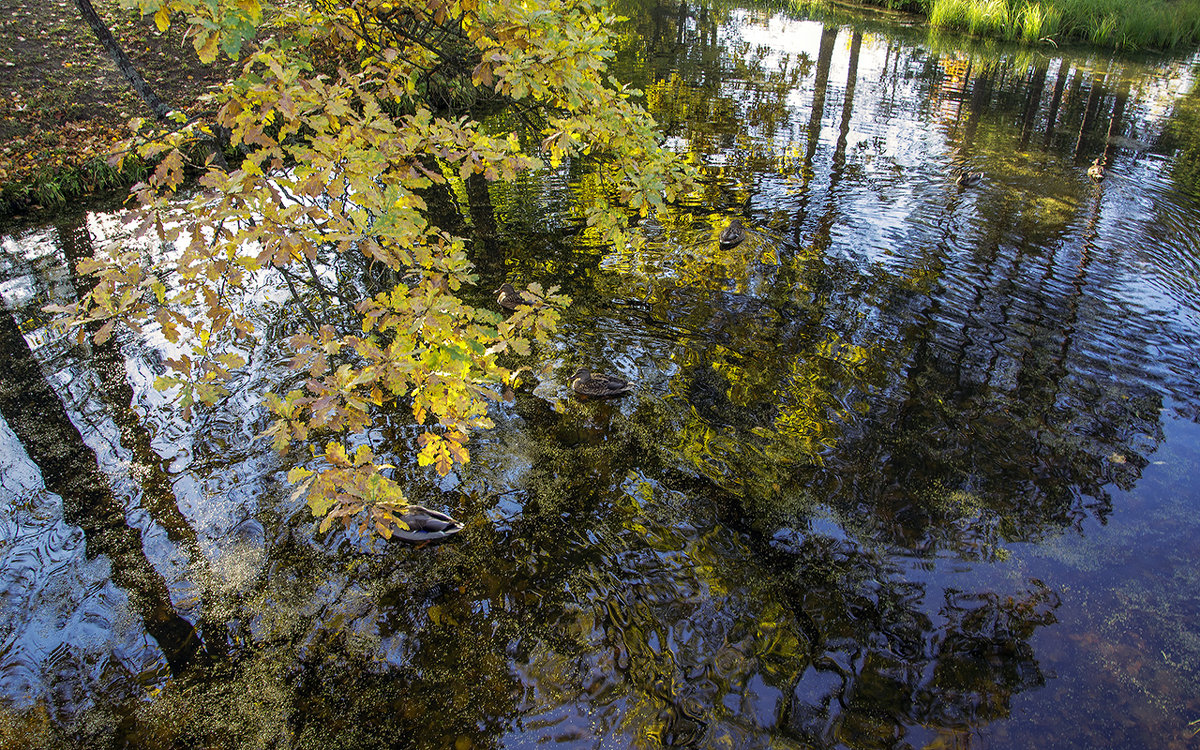 Листья над водой - Valerii Ivanov