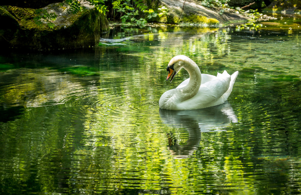 Лебедь на озере - Александр Хорошилов