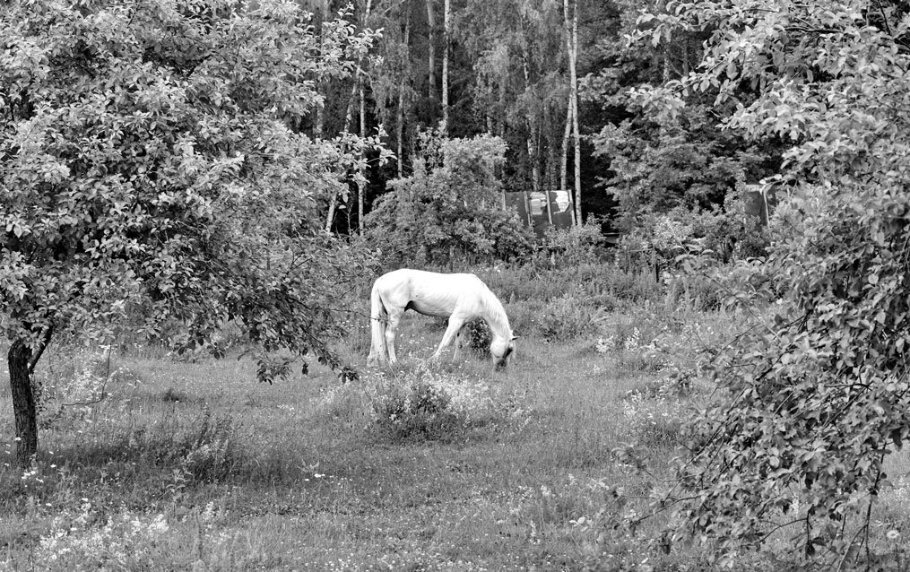 Про белую лошадь в заброшенном  саду - Юрий Савинский