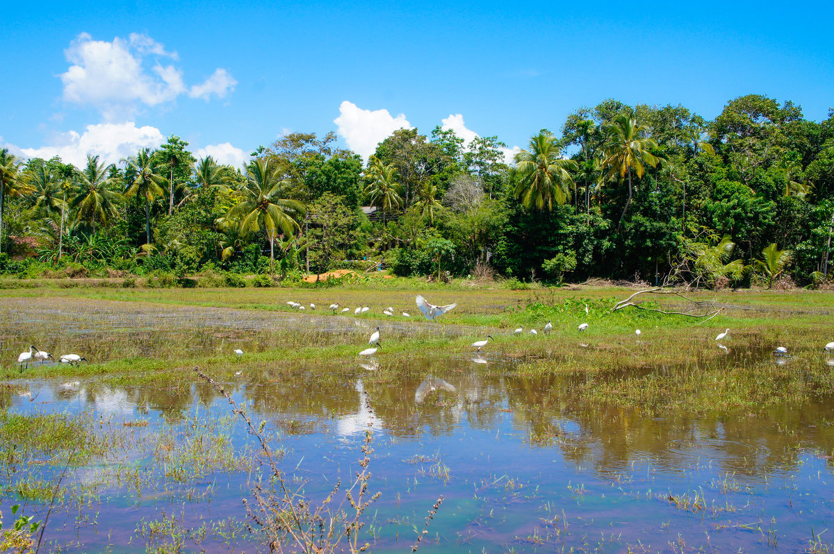 рисовое поле, Шри-Ланка - Нина Рубан