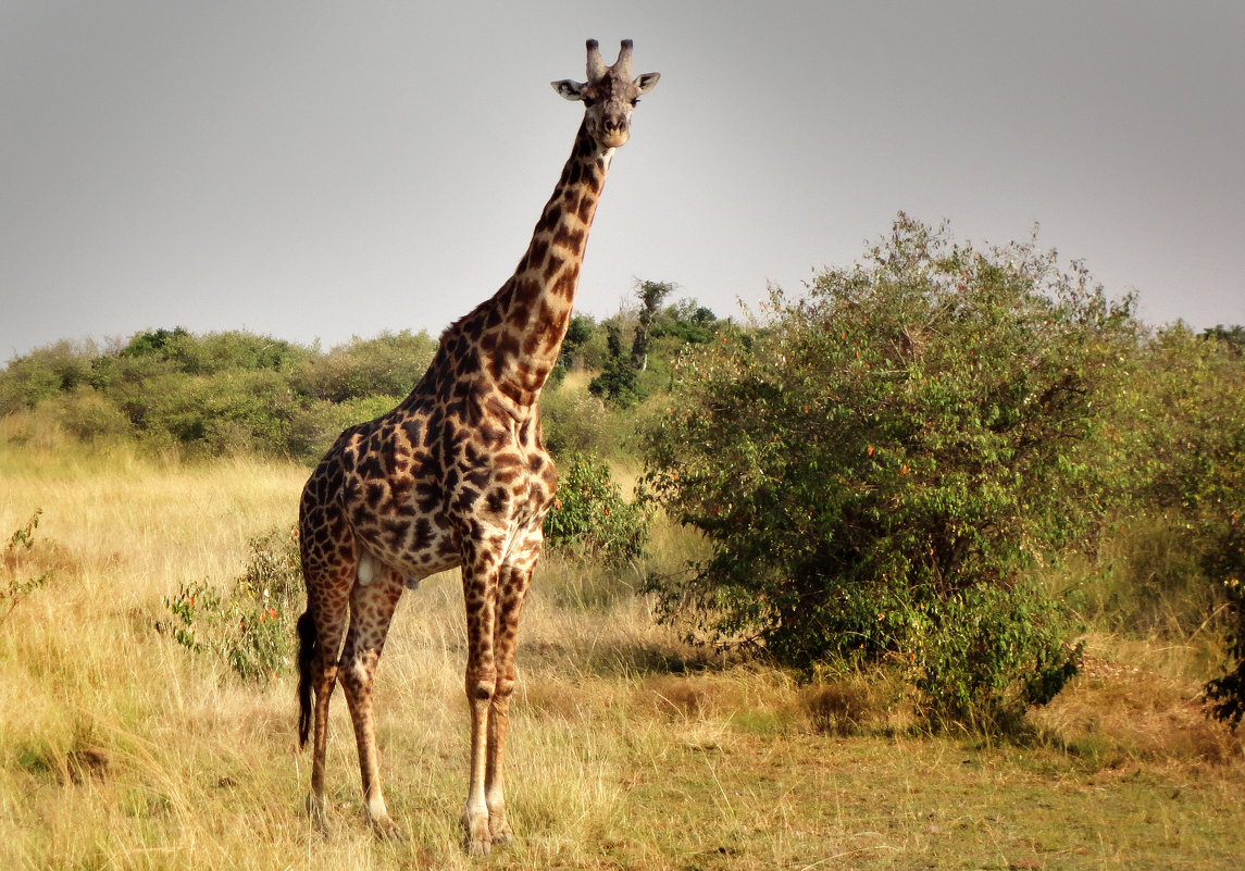 Good morning!!! in Tanzanian way) - YAROSLAV SMIRNOFF