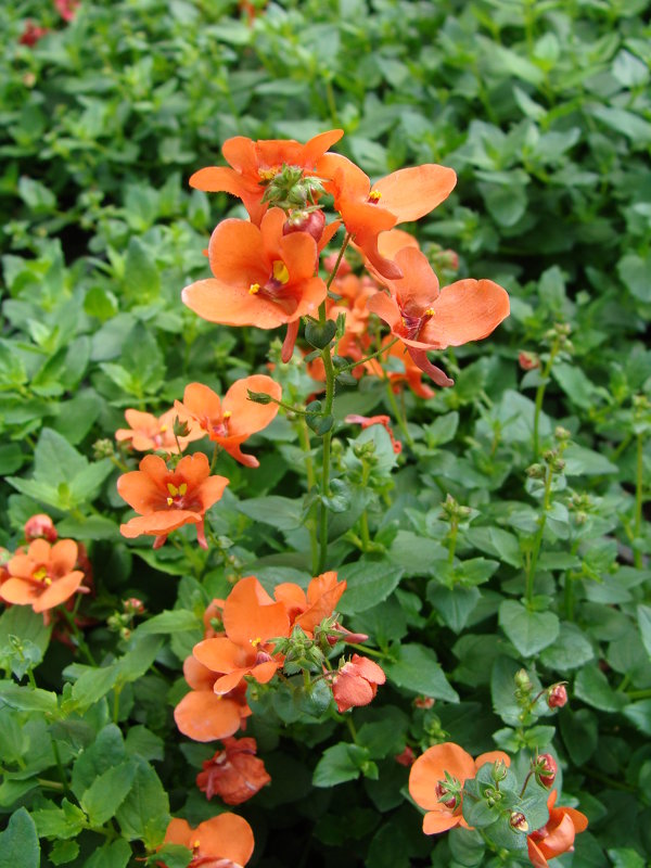 Diascia - laana laadas