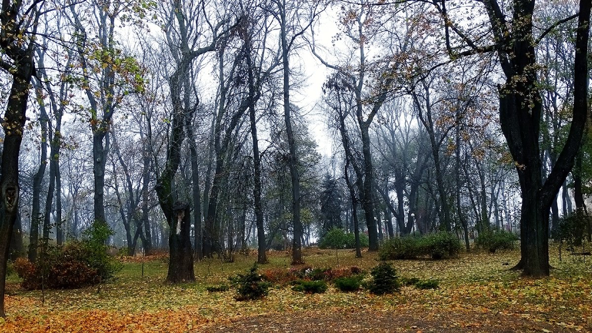 Сиреневый туман Фото №2 - Владимир Бровко