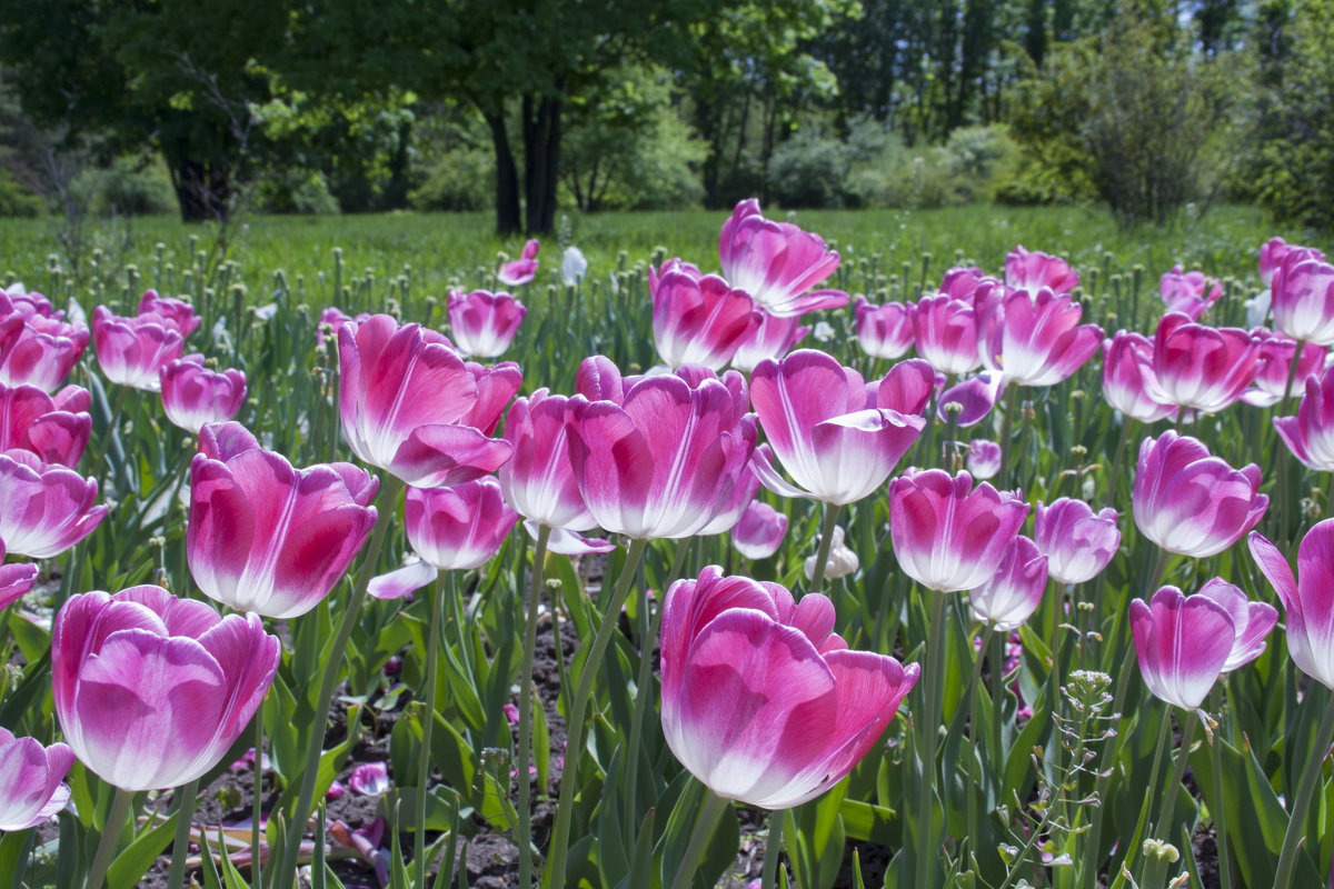 Тюльпаны в Ботаническом саду. Краснодар - Алёна Чалова