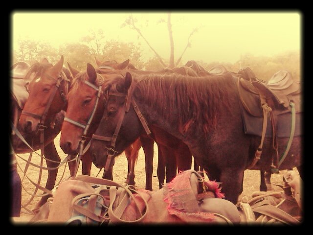 Поездка на лошадях - Dar Milekin