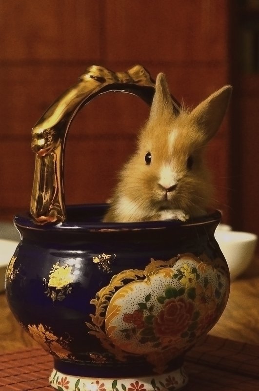 02.11.14 Маленький кролик залез в посудку. - Борис Ржевский