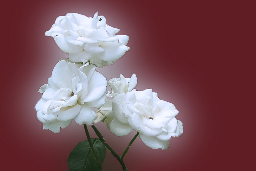 белые розы - георгий   петькун 