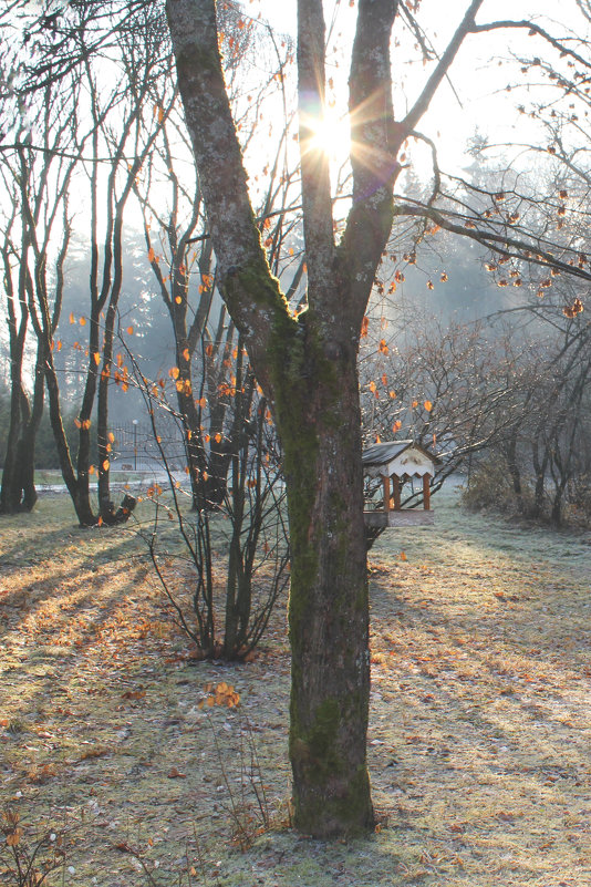 Немного солнца в холодную осень - Larisa 