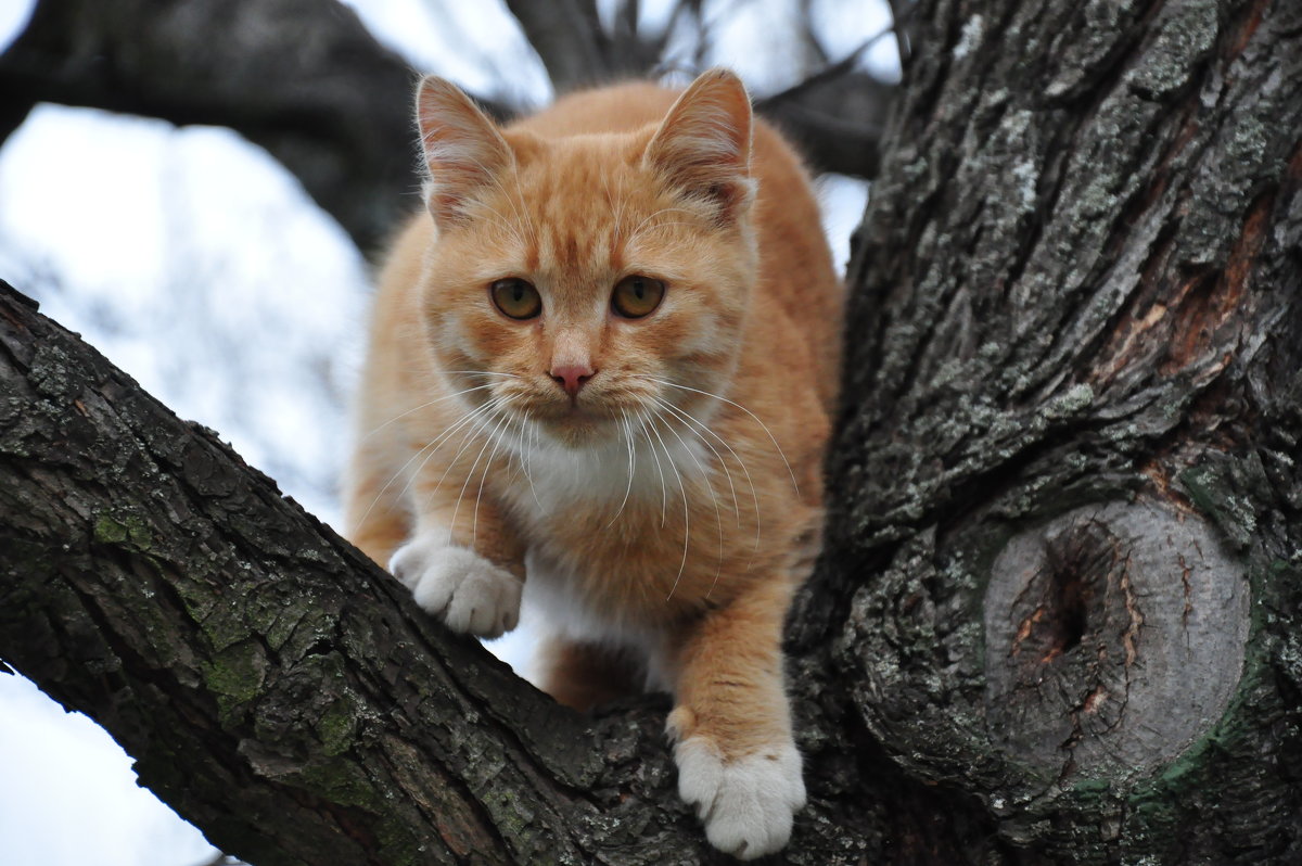 КотЕ - Борис Бармалей