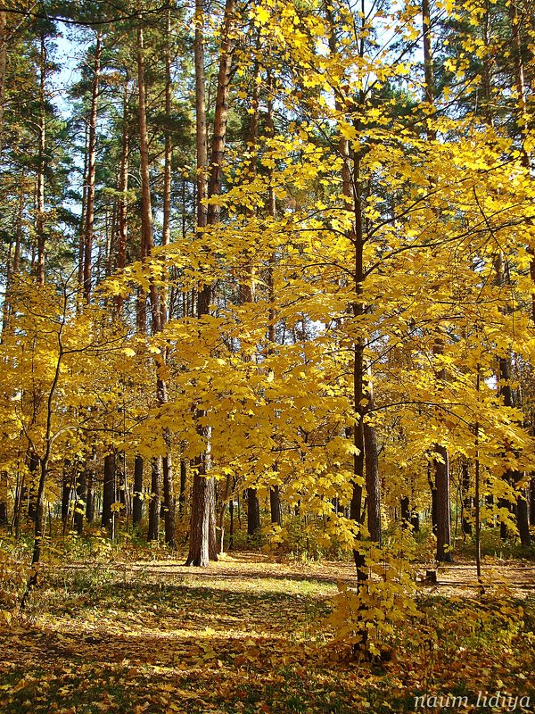 Прозрачный лес - Лидия (naum.lidiya)