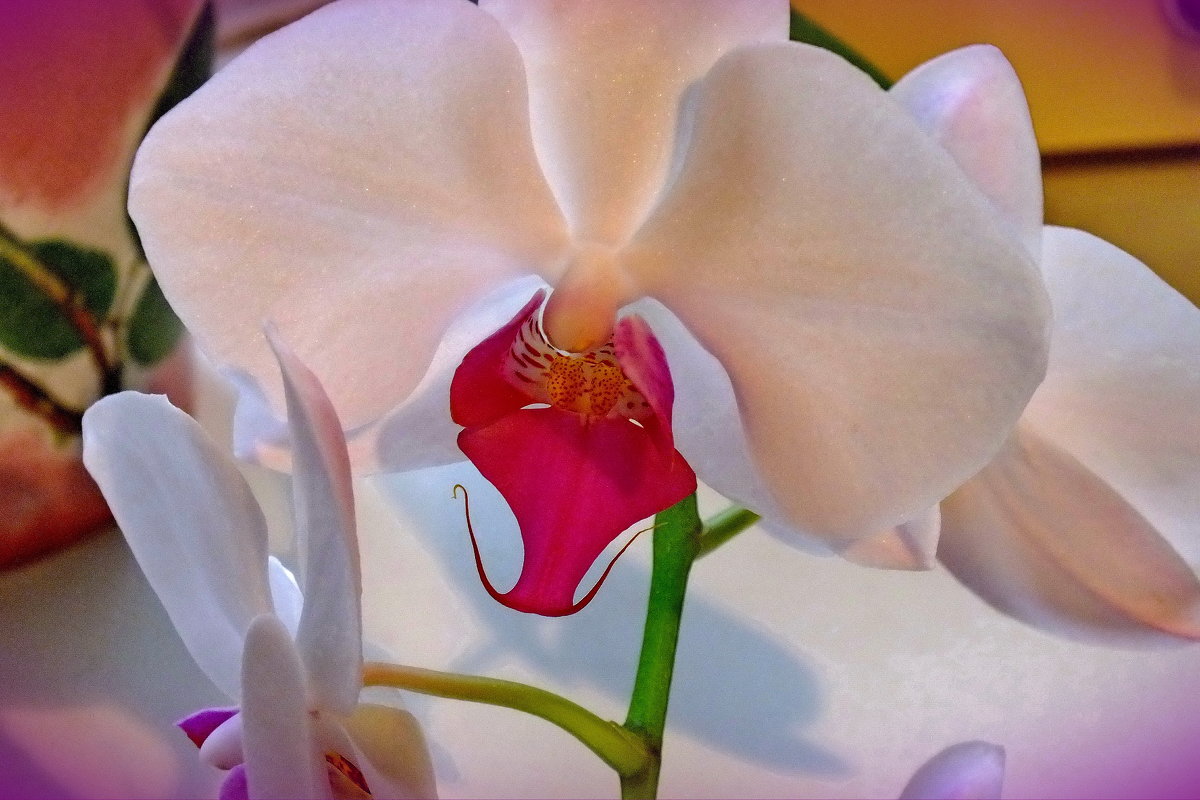орхидея - Ирина ***