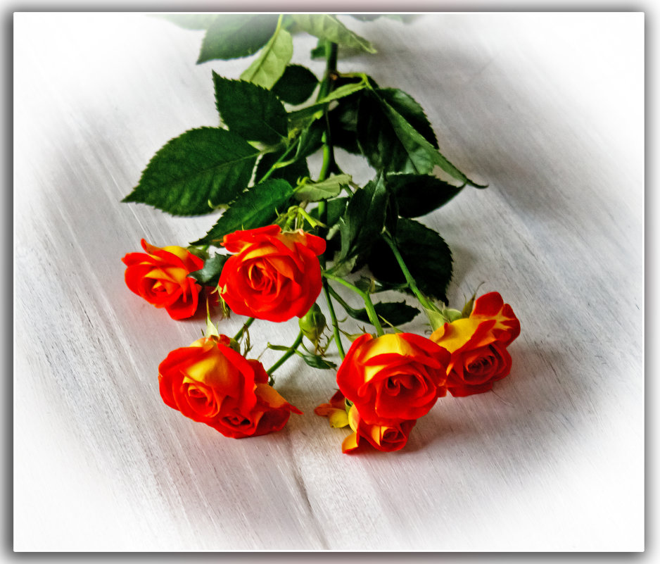 И брошены розы на стол..... - Александр Лейкум