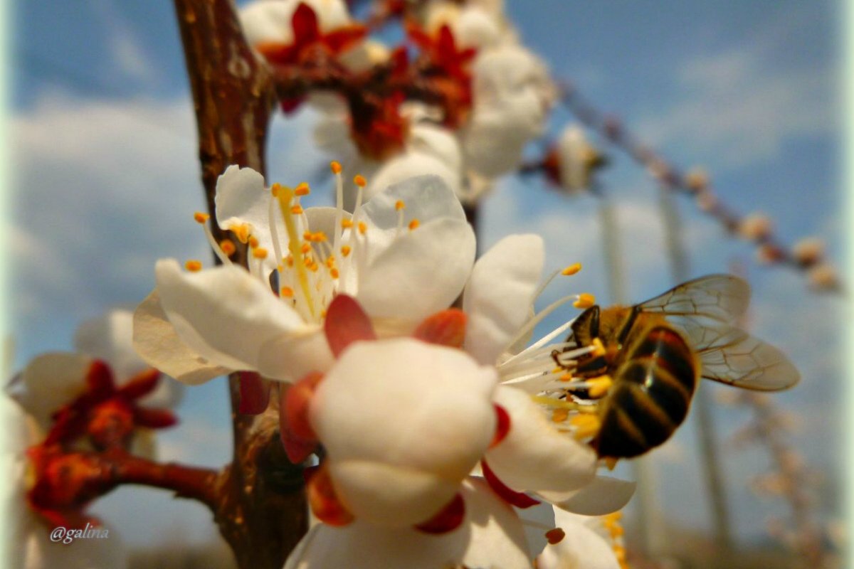 Весенняя пчёлка - galina tihonova